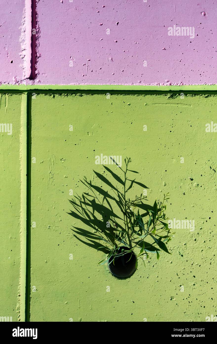 Pflanze wächst aus dem Wasserabflussloch in der hohen Stützmauer in der Stadt Stockfoto