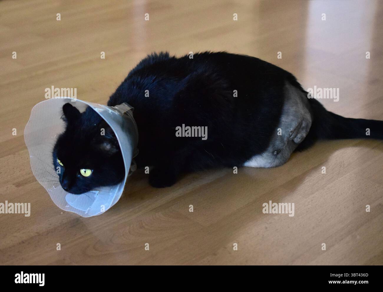Kranke Katze, verletzte Katze, Katze mit Kegel Stockfoto