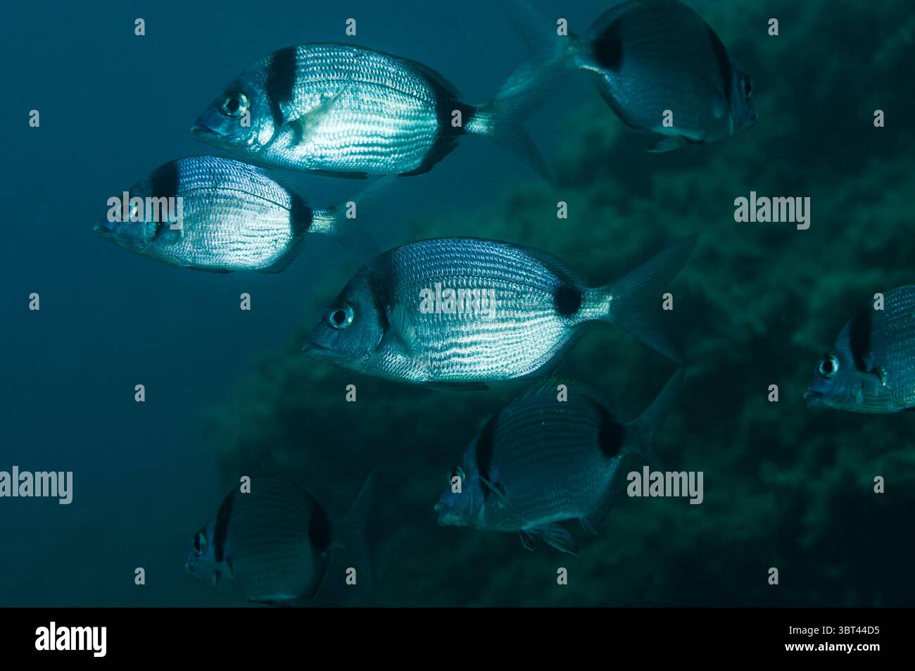 Gemeinsame zweibändige Seebrasse, Diplodus vulgaris, Cadaques, Cap de Creus, Katalonien, Spanien Stockfoto