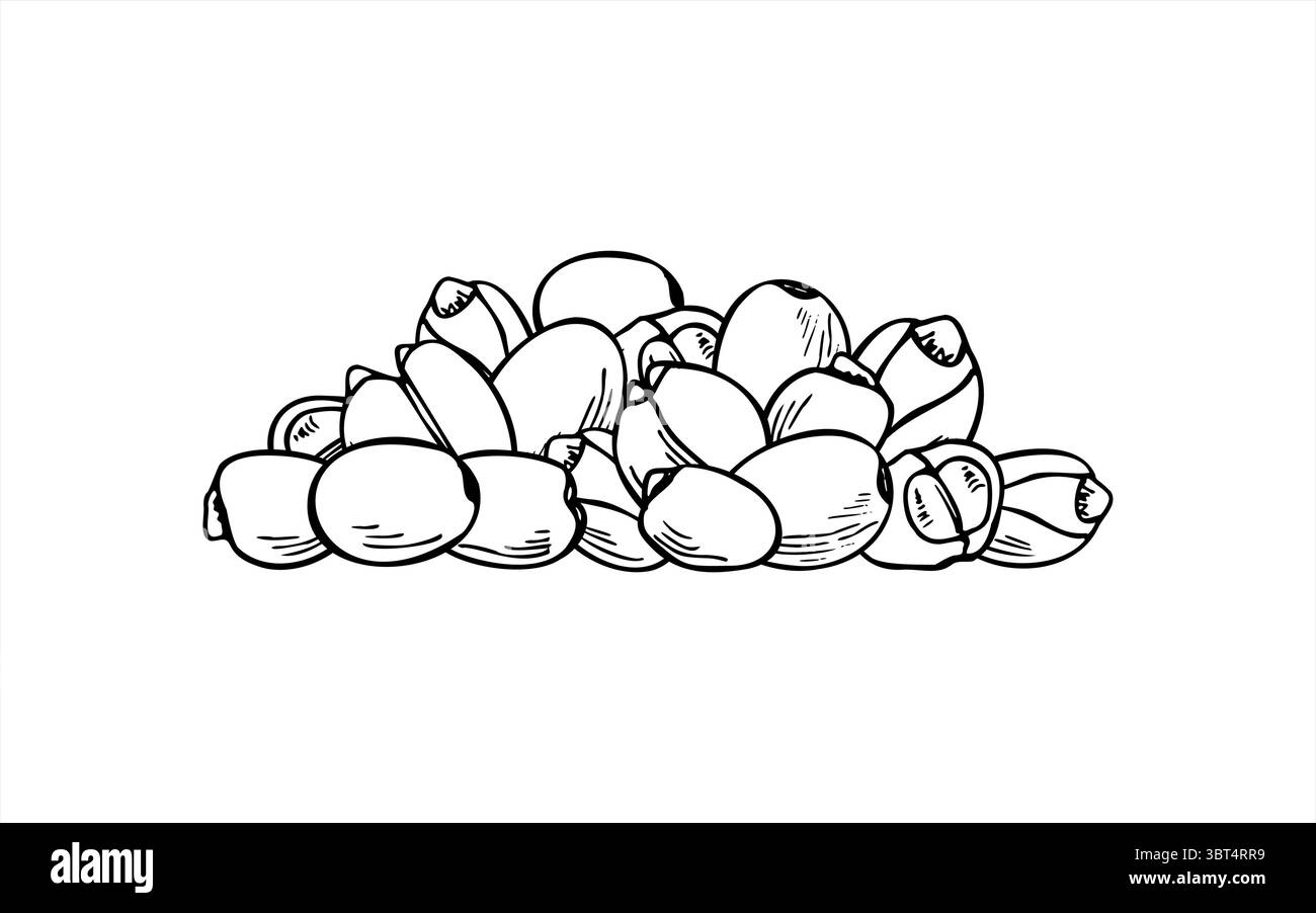 Monochrome Lotus-Samenstapel-Vektor-Illustration. Ätzzeichnung proteinreicher Superfood. Stack-Grafik-Skizze der Bohnenernte für gesunde Lebensmittel Stock Vektor