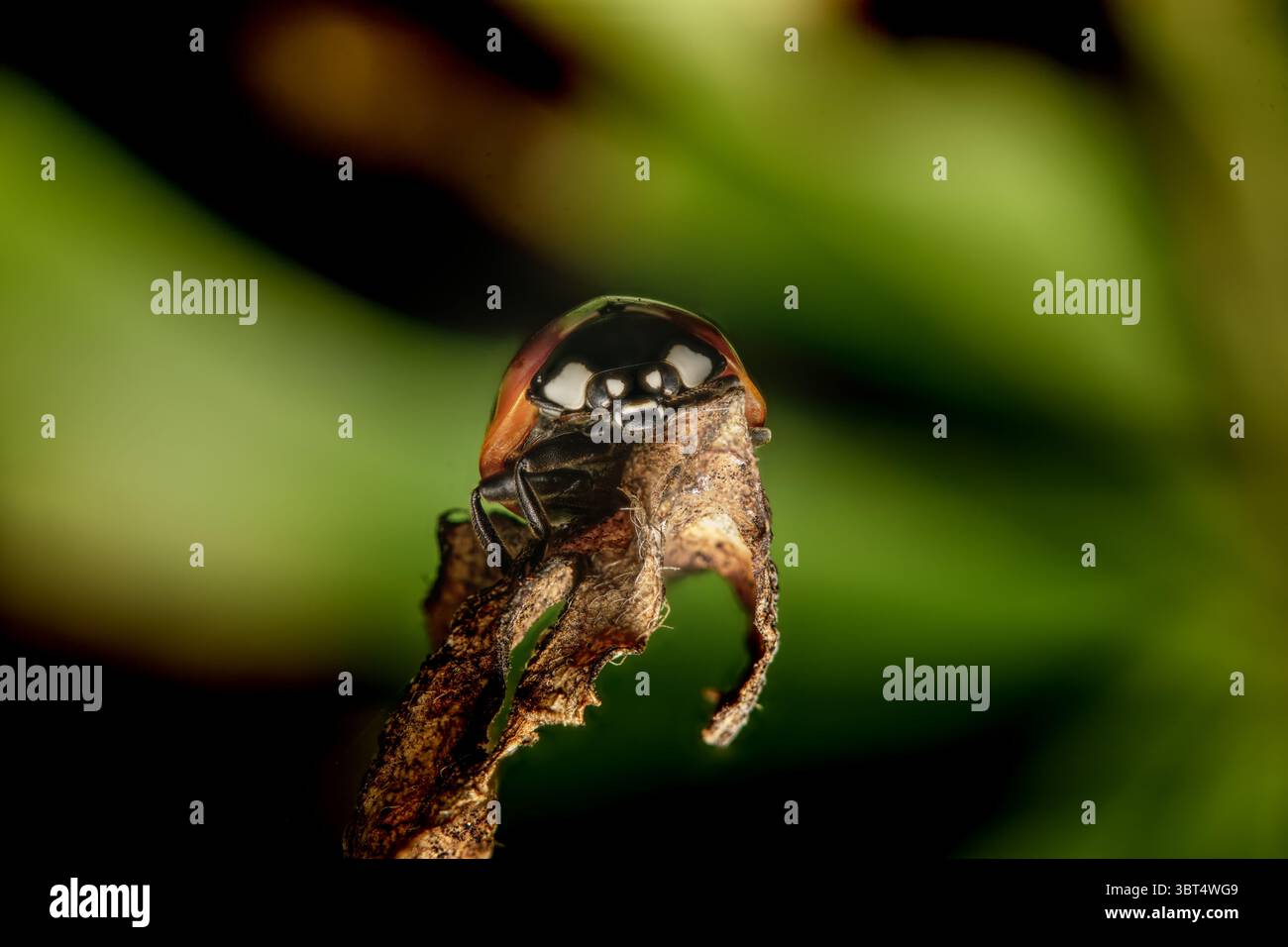Marienkäfer im Makro auf Blatt Stockfoto