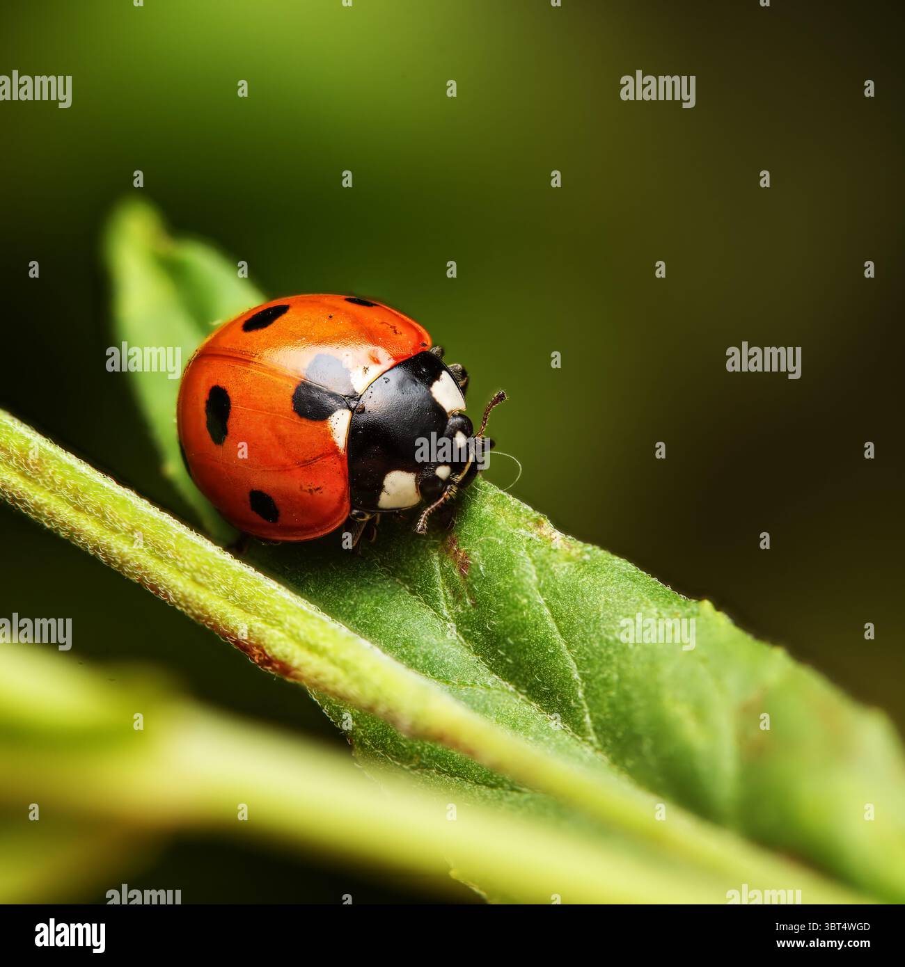Marienkäfer im Makro auf Blatt Stockfoto