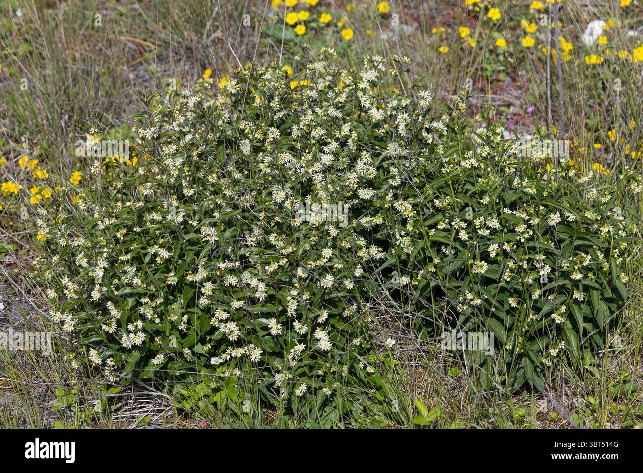 Weiße Schwalbenwurz, weiße Schwalbenwurz, Schwalbenwurz, Vincetoxicum hirundinaria, Weißschwalbenwurz, weiße Schwalbenkraut, Schwalbenkraut, Schwalbenkraut, Stockfoto