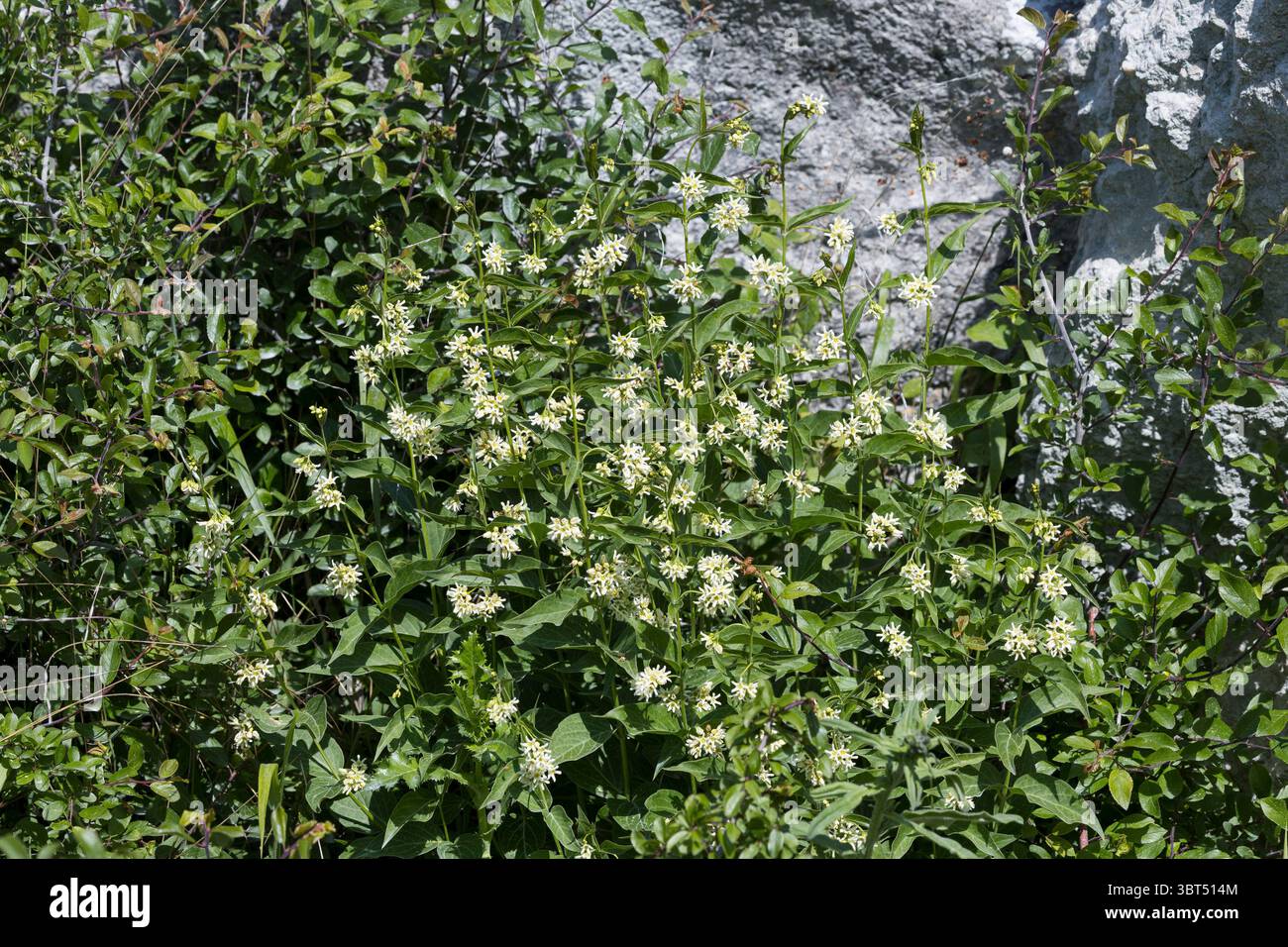 Weiße Schwalbenwurz, weiße Schwalbenwurz, Schwalbenwurz, Vincetoxicum hirundinaria, Weißschwalbenwurz, weiße Schwalbenkraut, Schwalbenkraut, Schwalbenkraut, Stockfoto