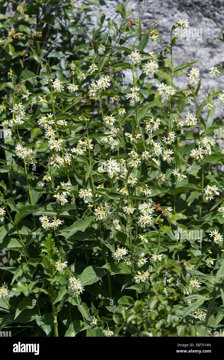 Weiße Schwalbenwurz, weiße Schwalbenwurz, Schwalbenwurz, Vincetoxicum hirundinaria, Weißschwalbenwurz, weiße Schwalbenkraut, Schwalbenkraut, Schwalbenkraut, Stockfoto
