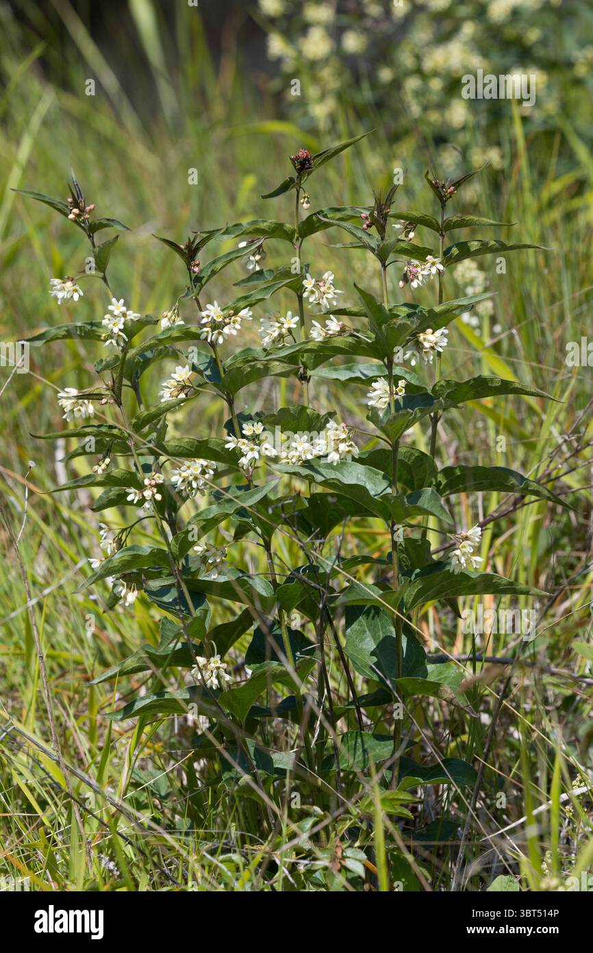Weiße Schwalbenwurz, weiße Schwalbenwurz, Schwalbenwurz, Vincetoxicum hirundinaria, Weißschwalbenwurz, weiße Schwalbenkraut, Schwalbenkraut, Schwalbenkraut, Stockfoto