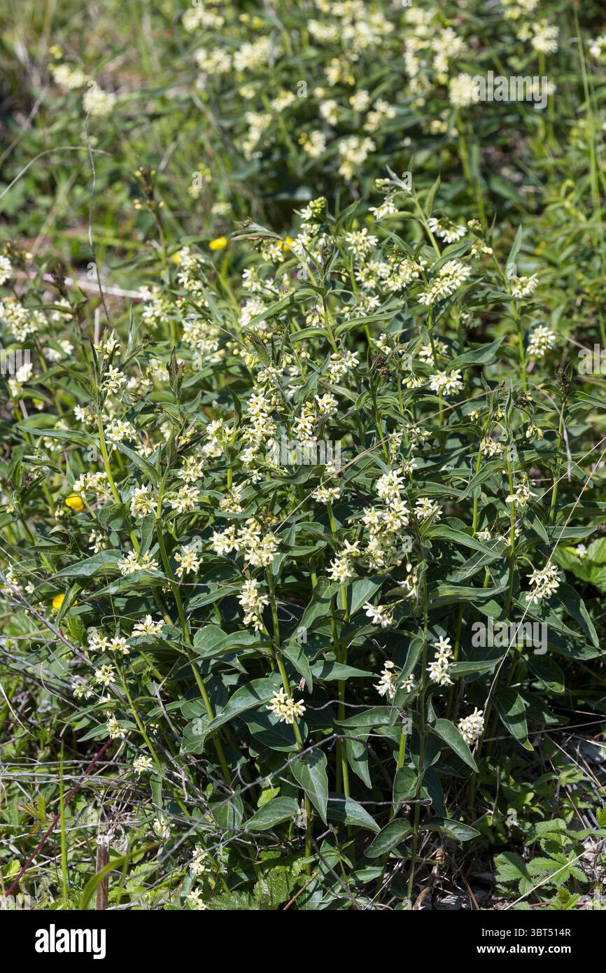 Weiße Schwalbenwurz, weiße Schwalbenwurz, Schwalbenwurz, Vincetoxicum hirundinaria, Weißschwalbenwurz, weiße Schwalbenkraut, Schwalbenkraut, Schwalbenkraut, Stockfoto