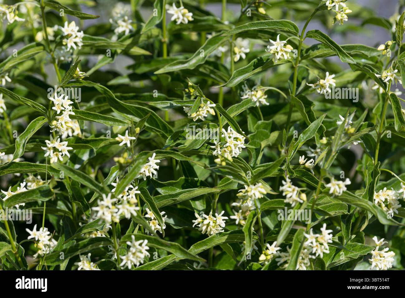 Weiße Schwalbenwurz, weiße Schwalbenwurz, Schwalbenwurz, Vincetoxicum hirundinaria, Weißschwalbenwurz, weiße Schwalbenkraut, Schwalbenkraut, Schwalbenkraut, Stockfoto