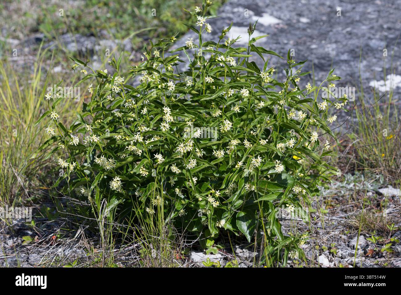 Weiße Schwalbenwurz, weiße Schwalbenwurz, Schwalbenwurz, Vincetoxicum hirundinaria, Weißschwalbenwurz, weiße Schwalbenkraut, Schwalbenkraut, Schwalbenkraut, Stockfoto