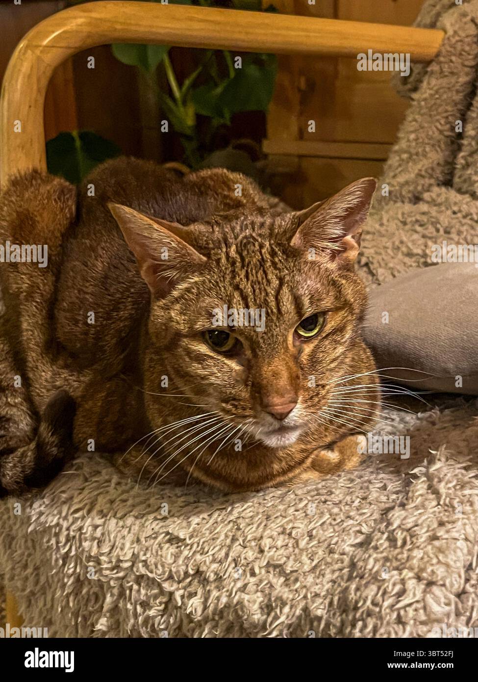 Katze mit einzigartigem Pelzmuster liegt auf einem Plüschstuhl, umgeben von weichen Materialien und einer warmen Atmosphäre, die eine friedliche Indoor-Szene schafft Stockfoto Katze mit einzigartigem Pelzmuster liegt auf einem Plüschstuhl, umgeben von weichen Materialien und einer warmen Atmosphäre, die eine friedliche Indoor-Szene schafft Stockfoto