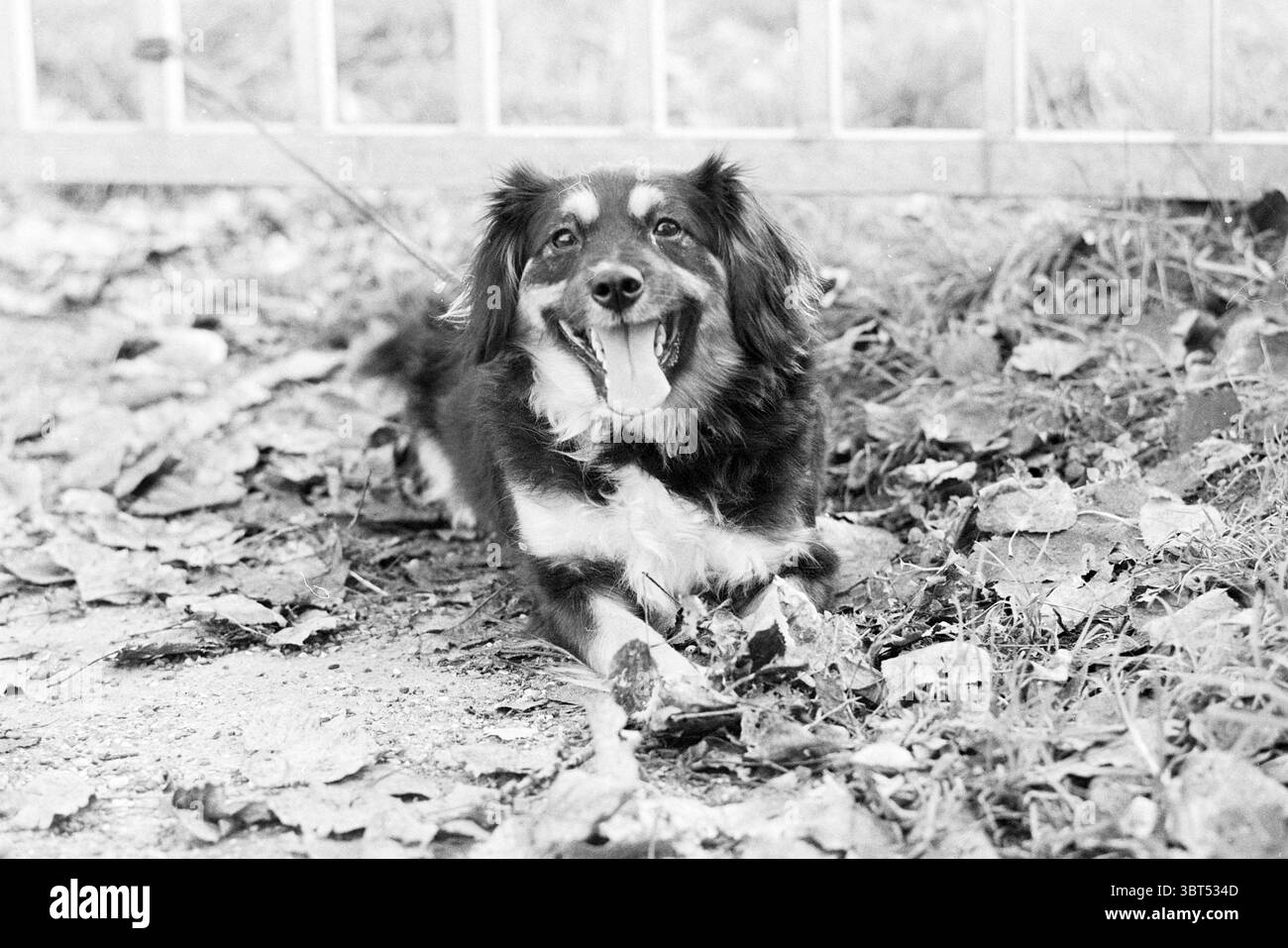 Dog vs. Woche H'lem Dogs, Whizgle News, Dutch Desk, Niederlande, 1950 - 2000 am 08-11-1978. Das Bild enthält diese Themen. Die Szene zeigt einen fröhlichen Hund, der gemächlich auf einem Bett aus gefallenen Blättern liegt. Der Hund hat ein weiches, flauschiges Fell, hauptsächlich in Braun- und Weißtönen, mit einem fröhlichen Ausdruck, der seine hellen, aufmerksamen Augen und sein weites Lächeln zum Ausdruck bringt. Seine Zunge lollt spielerisch aus und verstärkt ihr fröhliches Verhalten. Rund um den Hund ist der Boden mit einer lebhaften Mischung aus Herbstblättern bedeckt, die von tiefen Brauntönen bis zu gelblichen Tönen reichen und eine warme Erdpalette schaffen. Die Blätter sind Stockfoto