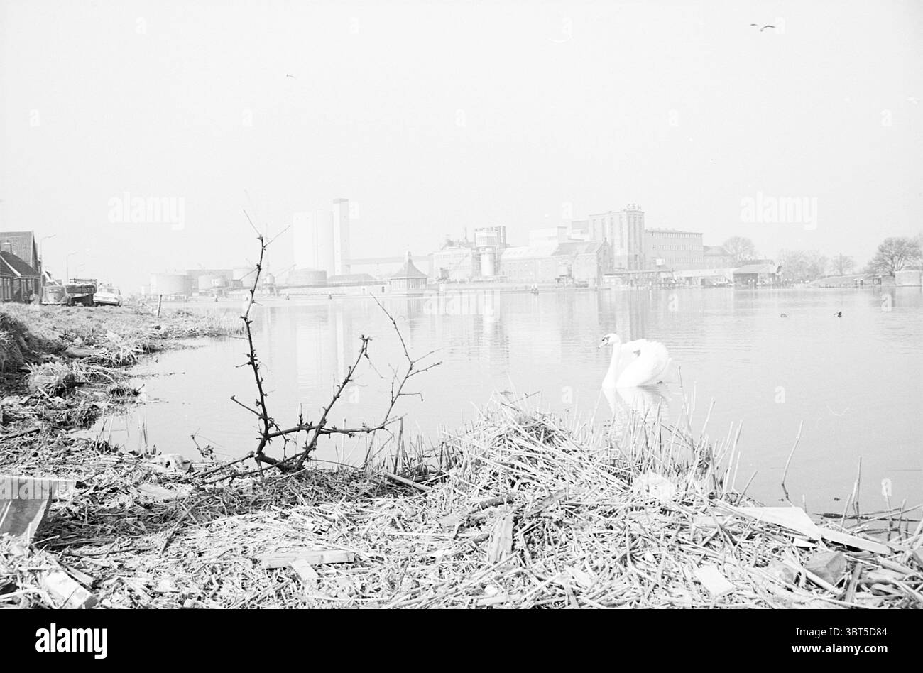 Bauen Sie Zuckerfabrik Lagertanks Wohnungen Polizeistation etc. Auf halbem Weg Halfweg Julianastraat, Whizgle News, Dutch Desk, Niederlande, 1950 - 2000 am 11-03-1965. Die Abbildung zeigt diese Themen. Die Szene fängt eine ruhige Umgebung am Fluss ein, die sich durch eine sanfte, gedämpfte Palette auszeichnet. Im Vordergrund befindet sich eine niedrige, grasbewachsene Bank mit getrockneten Zweigen und Laub, die auf den späten Winter oder den frühen Frühling hindeuten. Hinter dem Ufer spiegelt das ruhige Wasser einen hellen Himmel wider und schafft eine nahtlose Farbmischung, die ein Gefühl der Gelassenheit weckt. Im Wasser gleitet ein einsamer Schwan anmutig, seine elegante Form Stockfoto
