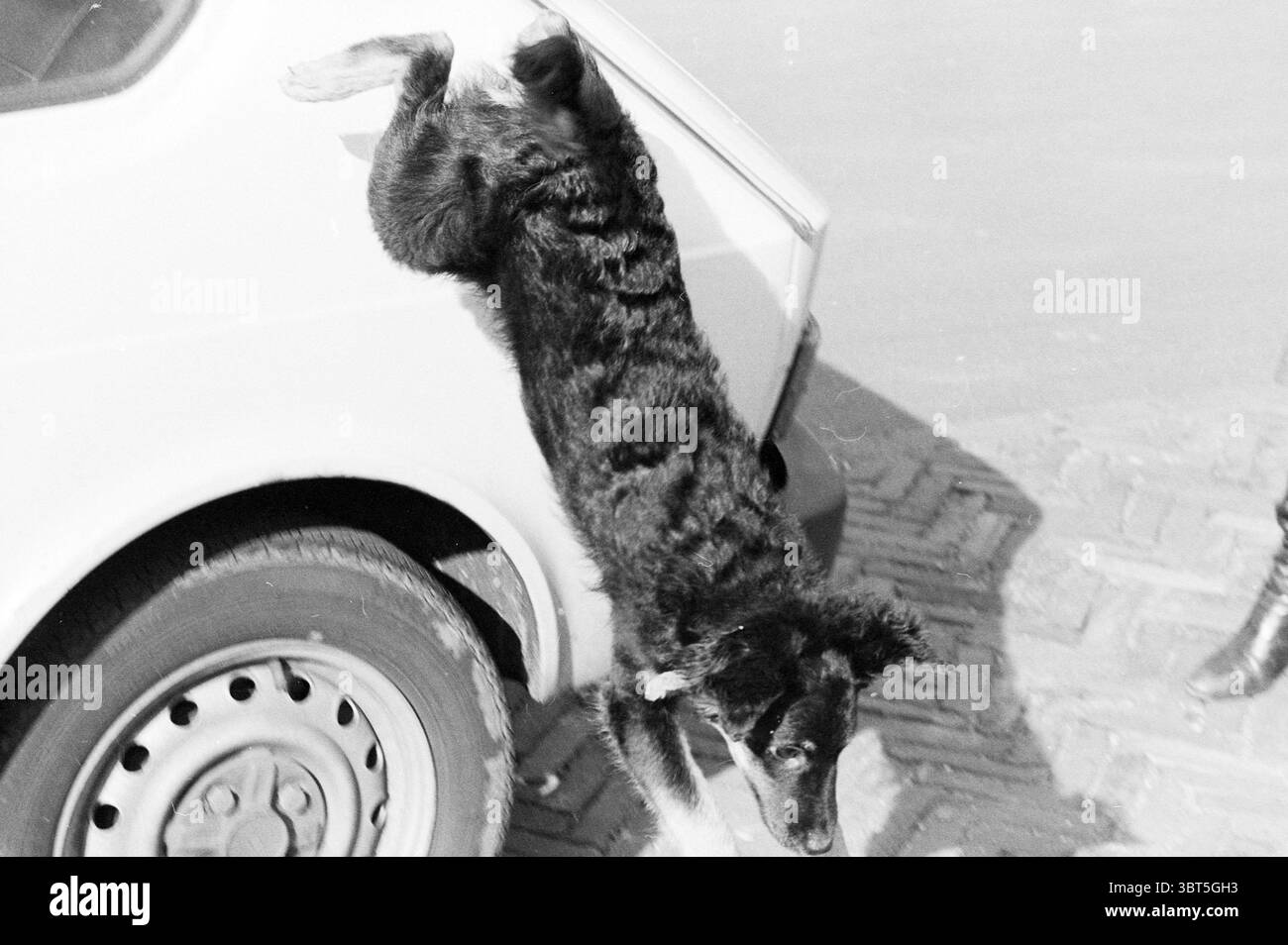 Hund IJm. Dogs IJmuiden the Netherlands, Whizgle News, Dutch Desk, Niederlande, 1950 - 2000 am 05-03-1980. Dies sind die Themen im Bild. In dieser Szene wird ein verspielter Hund in der Mitte des Sprunges gefangen, sein Körper hängt in der Luft, während er mit einem Objekt in der Nähe interagiert. Der Hund hat ein überwiegend schwarzes Fell mit einer Mischung aus weißen Flecken, die einen auffälligen Kontrast zum Fell bilden. Seine Ohren sind hoch und zeigen ihre Wachheit und Begeisterung. Bei der Einstellung handelt es sich um ein Fahrzeug, das an seinem gebogenen Heck und einem runden Rad erkennbar ist, das teilweise sichtbar ist. Die Oberfläche des Fahrzeugs erscheint glatt mit einem li Stockfoto