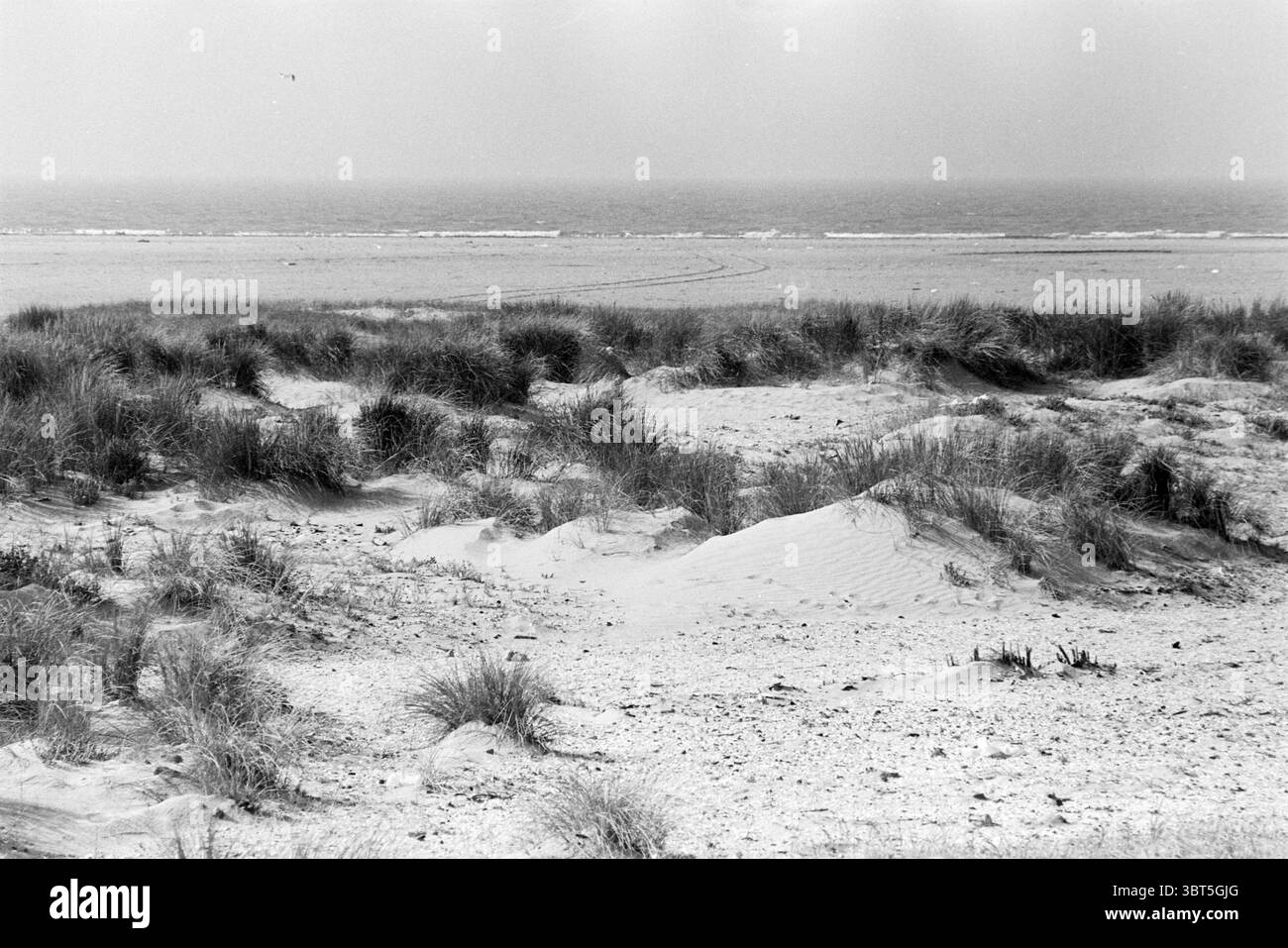 Dünen am Zuidpier IJm. Duinen IJmuiden Nederland, Whizgle News, Dutch Desk, Niederlande, 1950 - 2000 am 23-09-1980. Das Bild enthält diese Themen. Die Szene präsentiert eine ruhige Küstenlandschaft in monochromer Farbe, die eine ruhige und dennoch gedämpfte Stimmung hervorruft. Im Vordergrund sind hügelige Sanddünen mit Grasbüscheln durchsetzt, deren Klingen sich leicht in einer sanften Brise bewegen. Die Textur des Sandes wirkt fein und glatt und steht im Kontrast zur Rauheit der Grasklumpen. Während sich das Auge in Richtung der Mitte bewegt, neigen sich die Dünen allmählich nach unten, um an den Rand des Wassers zu gelangen. Hier, die Küstenlinie Re Stockfoto