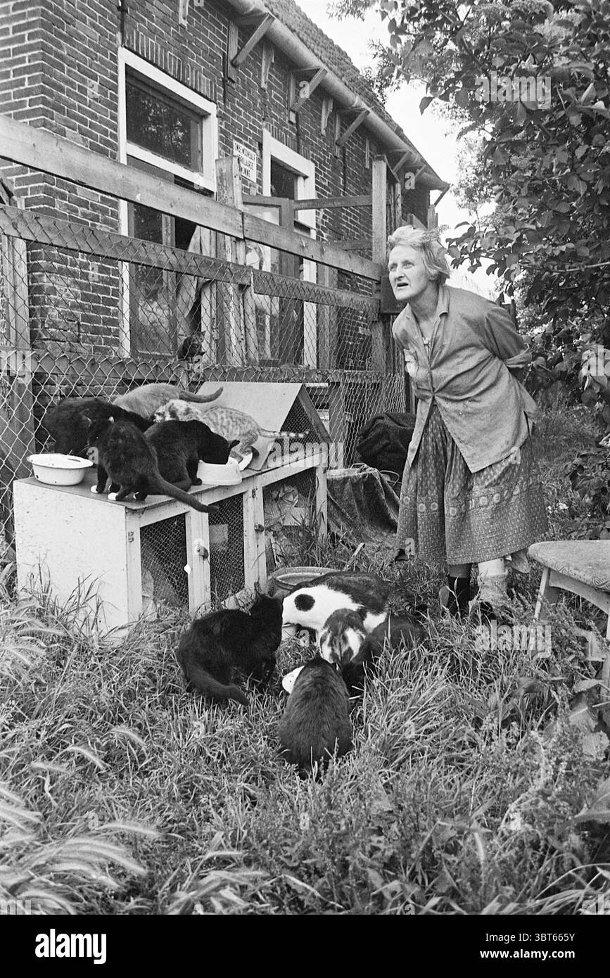 Fun with Cats de Zilk Persons, Whizgle News, Dutch Desk, Niederlande, 1950 - 2000 am 10-07-1968. Dies sind die Themen im Bild. Die Szene entfaltet sich in einer ländlichen Umgebung, in der ein verwittertes Haus im Hintergrund steht, dessen Backsteinmauern teilweise von einem Gewirr von bewachsener Vegetation verdeckt sind. Das Gebäude verfügt über eine bescheidene Veranda und mehrere Fenster, von denen einige einen Blick auf das Innere erlauben. Im Vordergrund steht eine ältere Frau in einem gemusterten Rock und einer einfachen Bluse mit leicht gebeugtem Rücken, was auf Weisheit und Ermüdung hindeutet. Ihr silbernes Haar ist zurückgezogen Stockfoto
