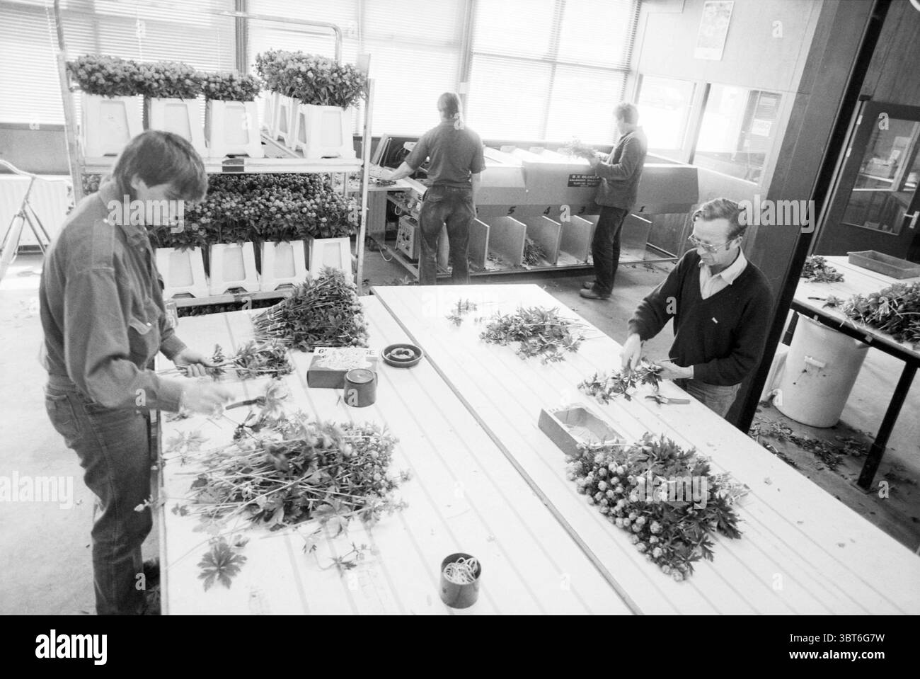 Keine Früchte und Blumen auf dem Cruquiushoeve Fruit Cruquius, Whizgle News, Dutch Desk, Niederlande, 1950 - 2000 am 17-06-1987. Die Abbildung zeigt diese Themen. In einem geschäftigen Arbeitsbereich arbeiten mehrere Personen aktiv daran, Blumen zu arrangieren. Die Umgebung ist hell und luftig, mit großen Fenstern, die natürliches Licht einströmen lassen und die Szene beleuchten. Zwei Männer stehen an der Spitze, jeder steht an langen, weißen Tischen, die mit frisch geschnittenen Stielen und einer Reihe von bunten Blüten bestreut sind. Der erste Mann, der ein helles Hemd trägt, schneidet geschickt die Enden der Stiele mit einer Schere ab, h Stockfoto