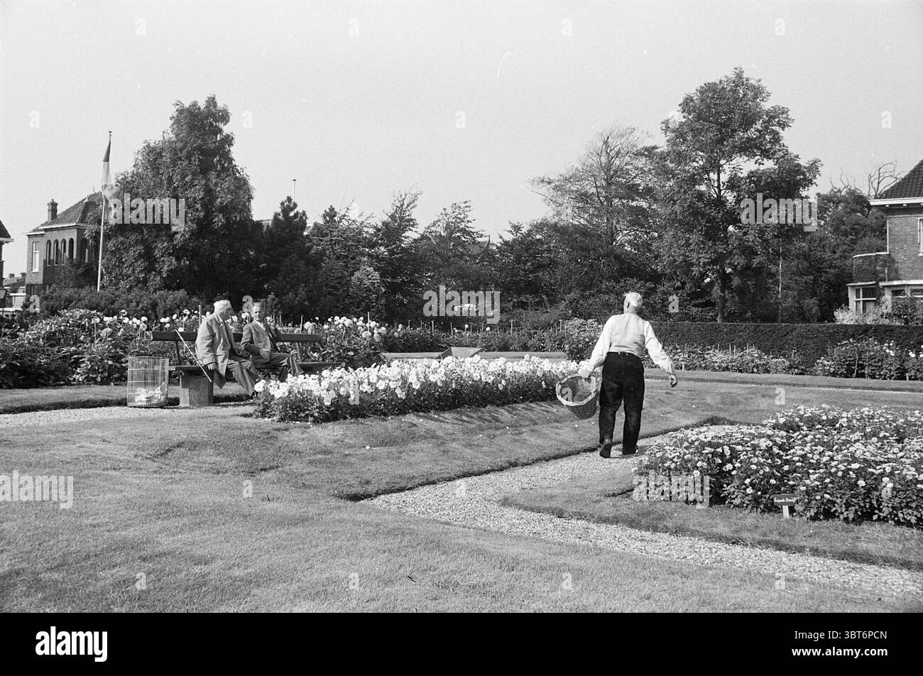 Dahlia Garden Treslong Gardens and Parks, Whizgle News, Dutch Desk, Niederlande, 1950 - 2000 am 11-09-1963. Dies sind die Themen im Bild. Die Szene entfaltet sich in einem ruhigen Garten mit hellen, blühenden Blumen, die einen lebendigen Farbteppich in der Landschaft schaffen. In den Vordergrund geht ein Mann gezielt und hält einen Korb, der anzeigt, dass er Blumen oder Früchte sammelt. Er trägt helle Kleidung, die sich von dem Grün um ihn herum abhebt. In der Mitte sitzt ein Trio von Einzelpersonen auf einer Holzbank und scheint sich in ruhiger Konversation zu unterhalten Stockfoto