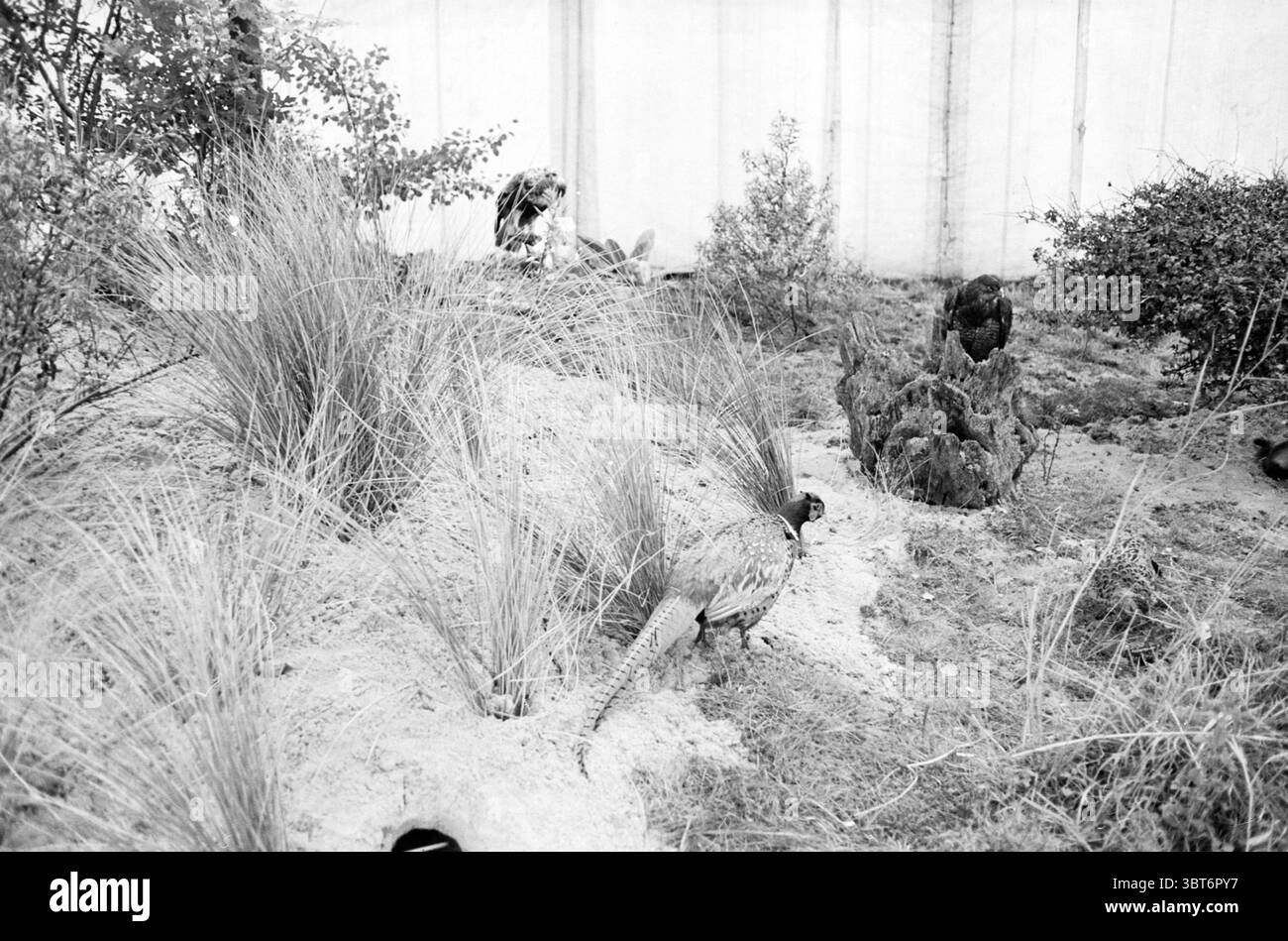 Herbstausstellung Castricum Exhibitions, Whizgle News, Dutch Desk, Niederlande, 1950 - 2000 am 08-10-1965. Dies sind die Elemente im Bild. Die Szene spielt in einer naturalistischen Umgebung, möglicherweise in einem Garten oder einem Reservat, geprägt von einer erdigen Farbpalette, die von Grautönen dominiert wird. Die Komposition besteht aus einer Vielzahl von Texturen, die durch sandigen Boden, hohe Gräser und dichtes Laub entstehen. Im Vordergrund ist ein Vogel mit schillernden Federn zu sehen, der im sandigen Gelände auf der Suche ist, mit seinem langgestreckten Körper und seinen auffälligen Farben, die das Licht einfangen. Um ihn herum schweben Grasbüschel Stockfoto