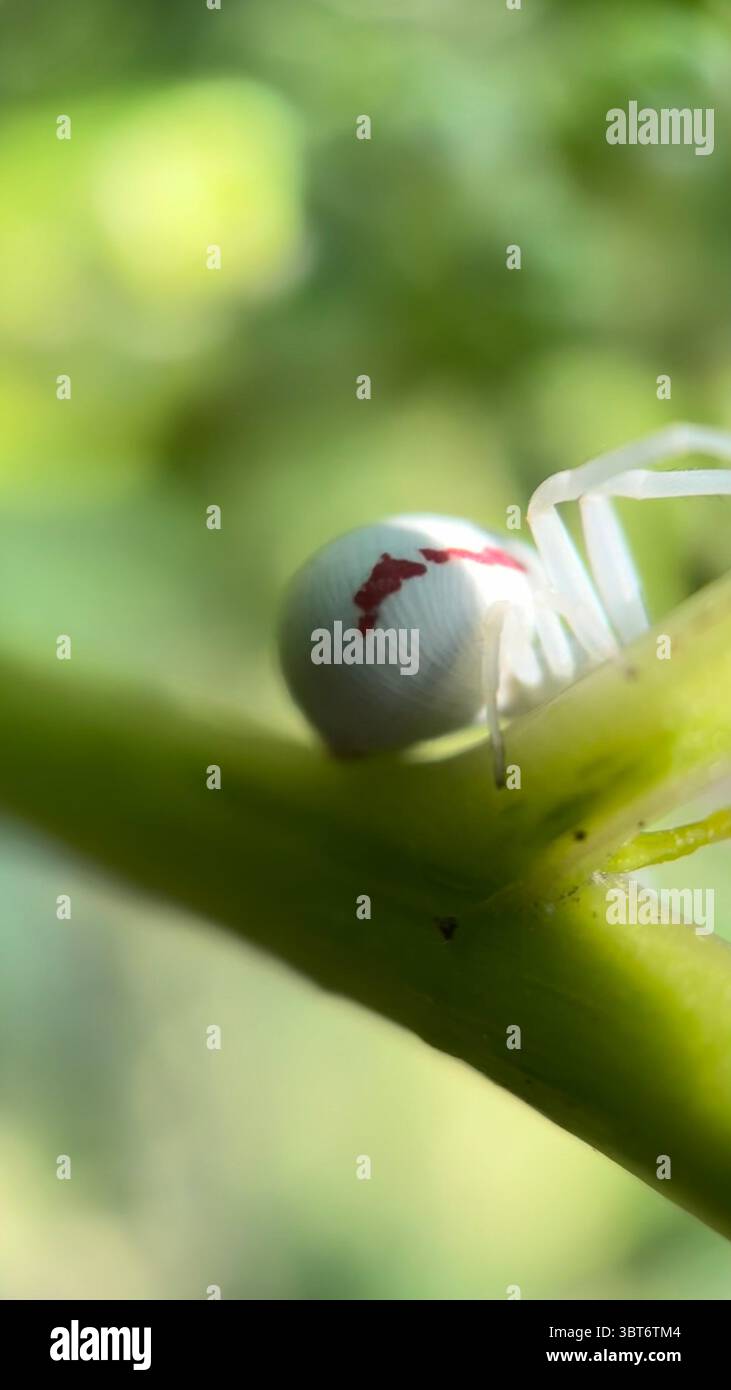 Große Krabbenspinne (misumena vatia) Jagd auf einer Blume Makrofotografie. Eine Nahaufnahme einer blassgrünen Spinne. - Smartphone-aufgenommenes Stockfoto