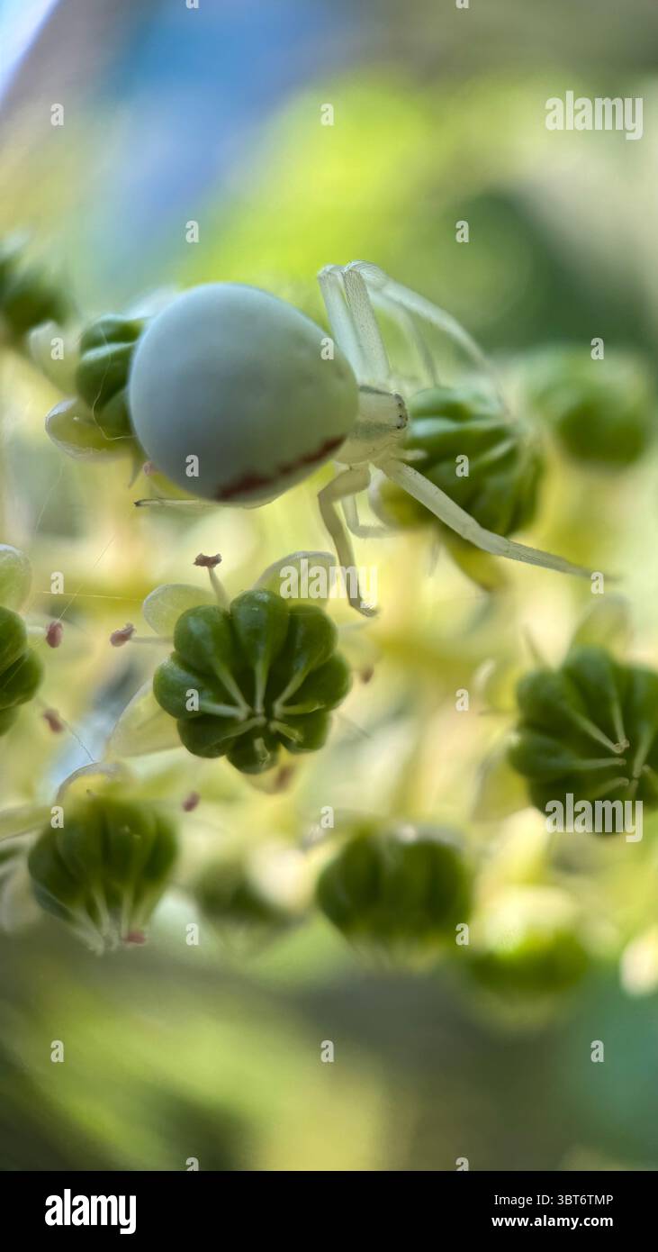Große Krabbenspinne (misumena vatia) Jagd auf einer Blume Makrofotografie. Eine Nahaufnahme einer blassgrünen Spinne. - Smartphone-aufgenommenes Stockfoto