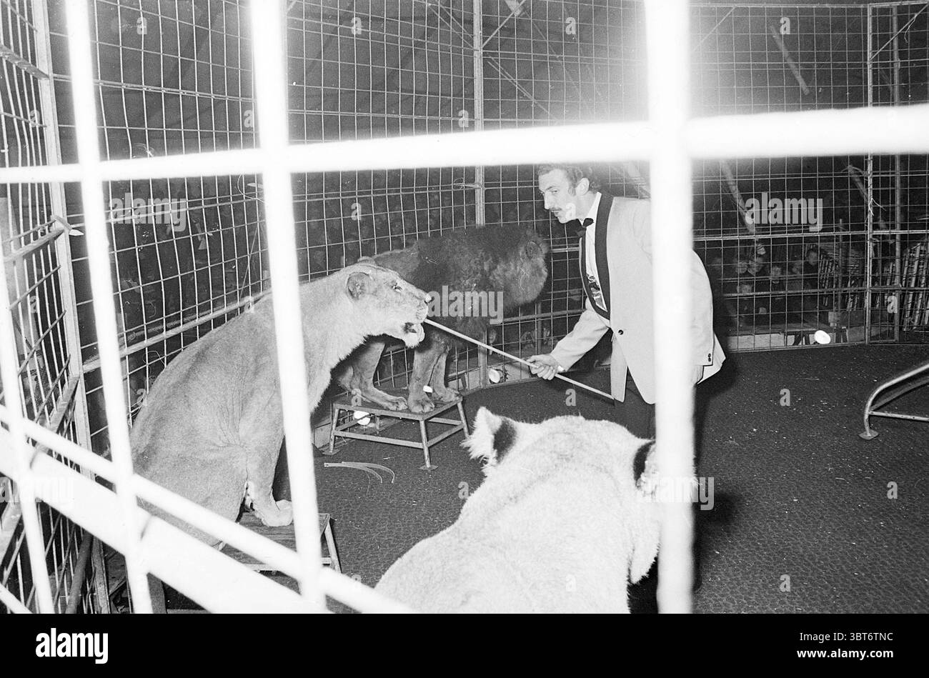 Circus Toni Boltini (April-Mai) Circus, Whizgle News, Dutch Desk, Niederlande, 1950 - 2000 am 05-1966. Diese Themen sind in der Abbildung dargestellt. In einem engen Raum wird die Szene von einem Gefühl von Spannung und roher Energie dominiert. Zwei große Katzen – eine ein Löwe und eine andere entweder ein Tiger oder eine ähnliche große Katze – sitzen markant, ihre mächtigen Körper sind bereit. Ihr Fell ist eine Mischung aus sandigen Brauntönen und tiefen Goldtönen, die dezent im Umgebungslicht schimmern. Die weiche Textur der Mäntel steht in starkem Kontrast zu den scharfen Metallstäben des Gehäuses. Im Vordergrund ein Mann in formeller Kleidung Stockfoto