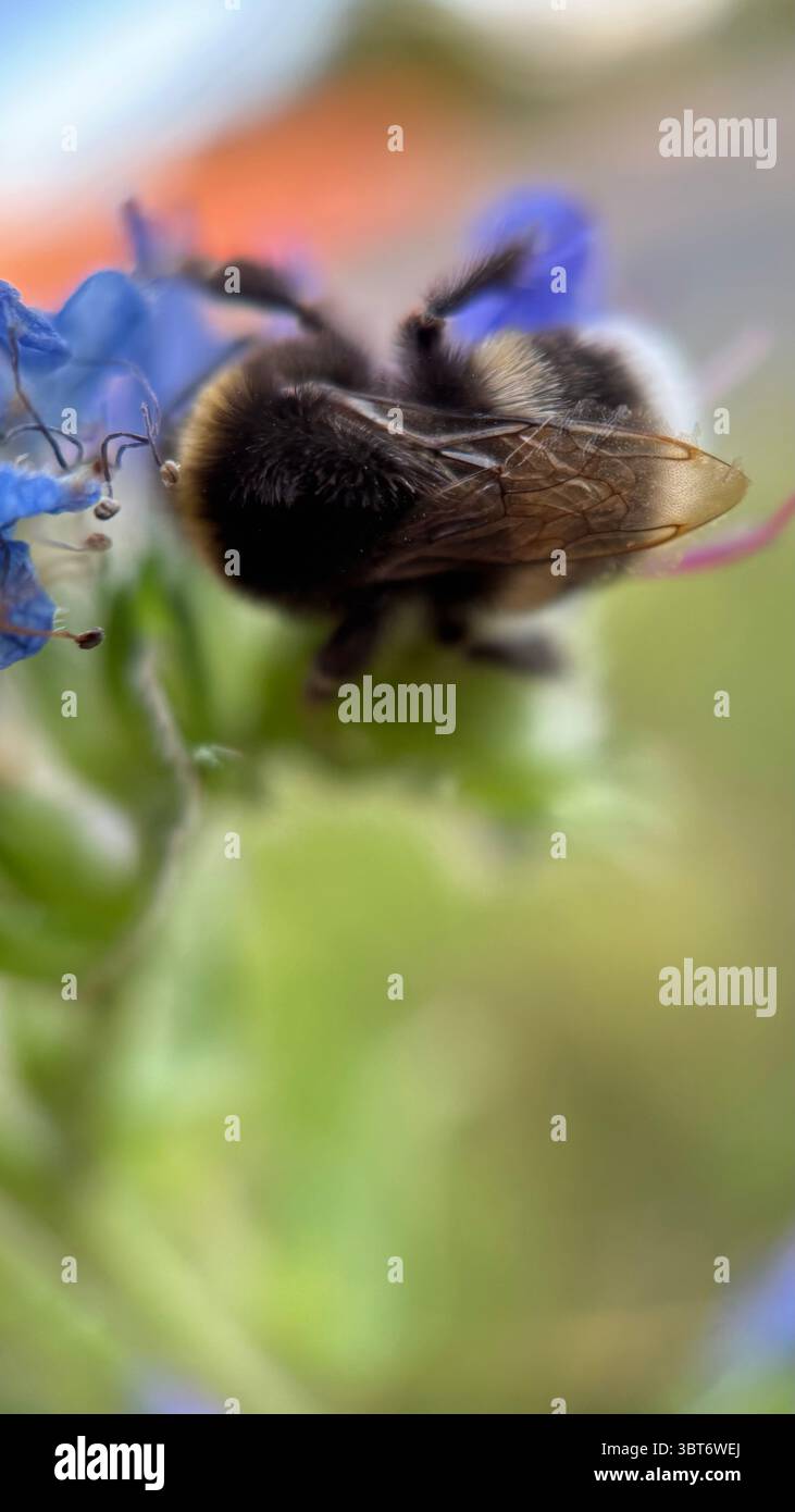 Eine schwarze und orangene Hummel, die sich von einer Blume-Makrofotografie ernährt. Eine Nahaufnahme einer Hummel. - Smartphone-aufgenommenes Stockfoto