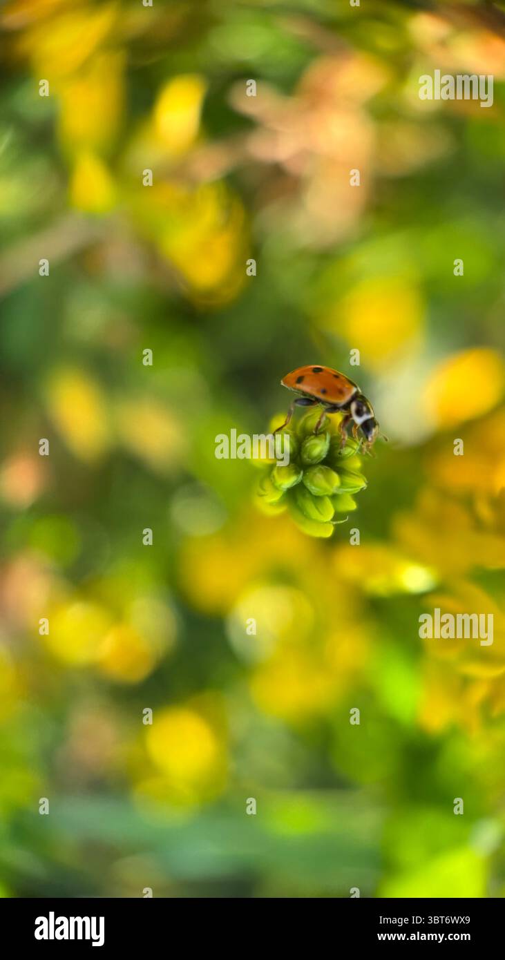 Marienkäfer Makrofotografie. Eine Nahaufnahme von Orangenkäfer. - Smartphone-aufgenommenes Stockfoto