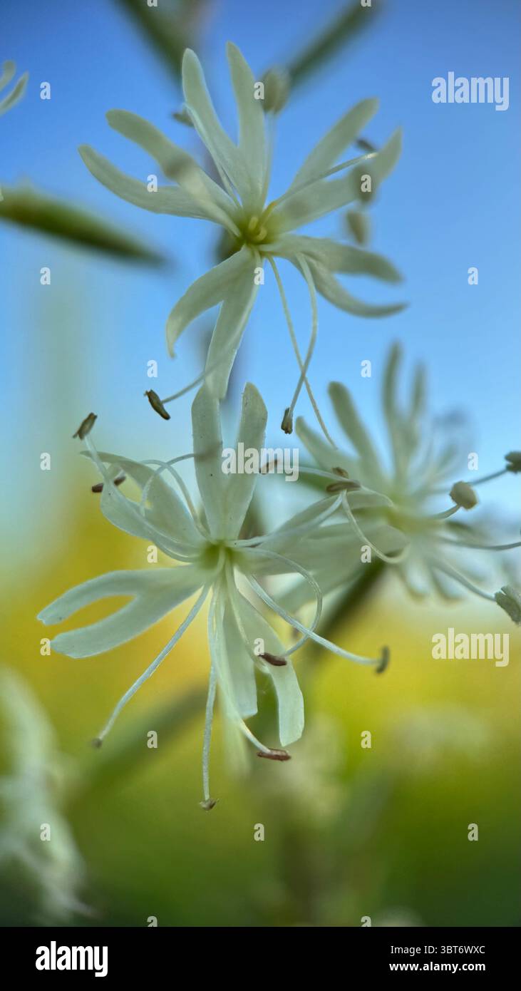 Makrofotografie mit Camassia Blume Stockfoto