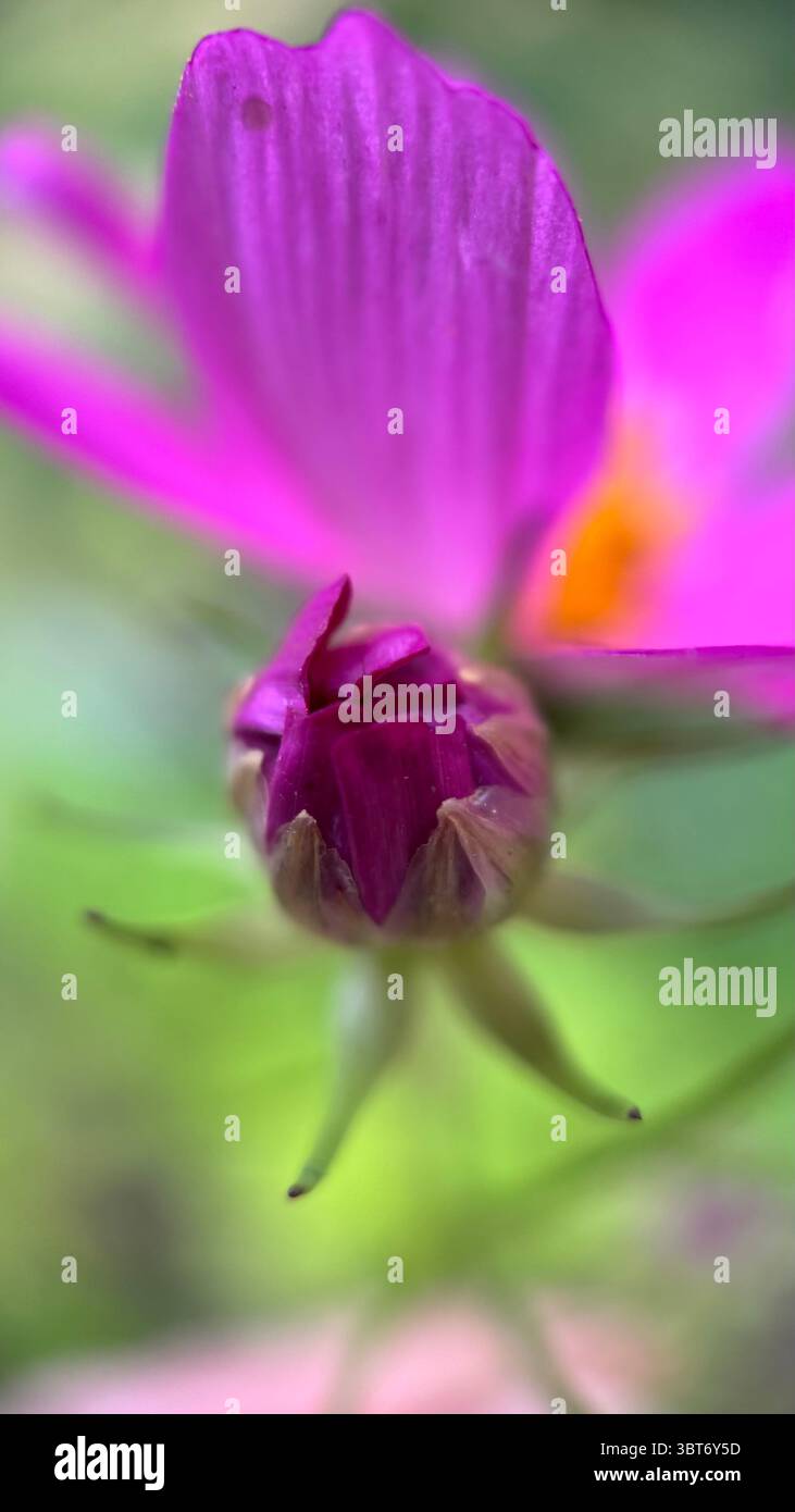 Rosa Kosmos (mexikanischer Aster) Blume Makrofoto - Smartphone-aufgenommenes Stockfoto