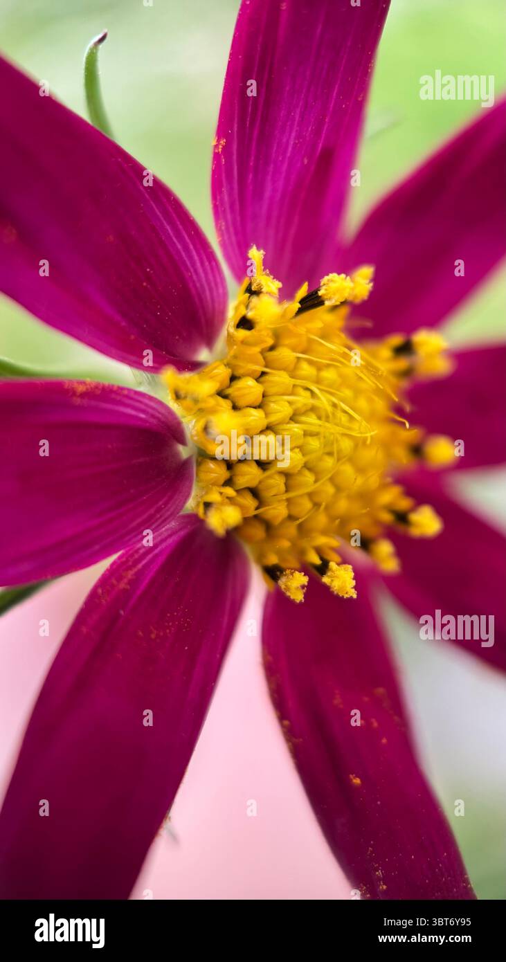 Rosa Kosmos (mexikanischer Aster) Blume Makrofoto - Smartphone-aufgenommenes Stockfoto