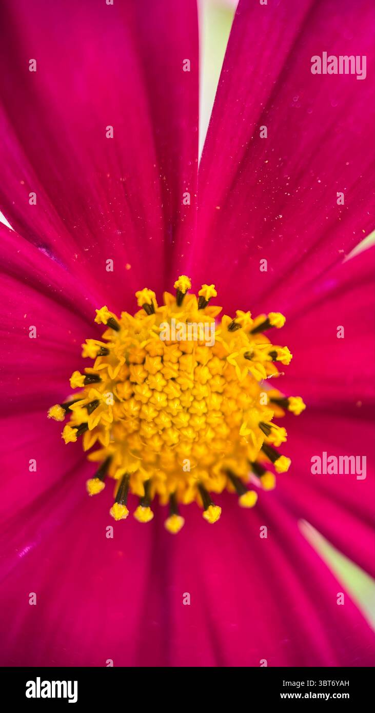 Rosa Kosmos (mexikanischer Aster) Blume Makrofoto - Smartphone-aufgenommenes Stockfoto