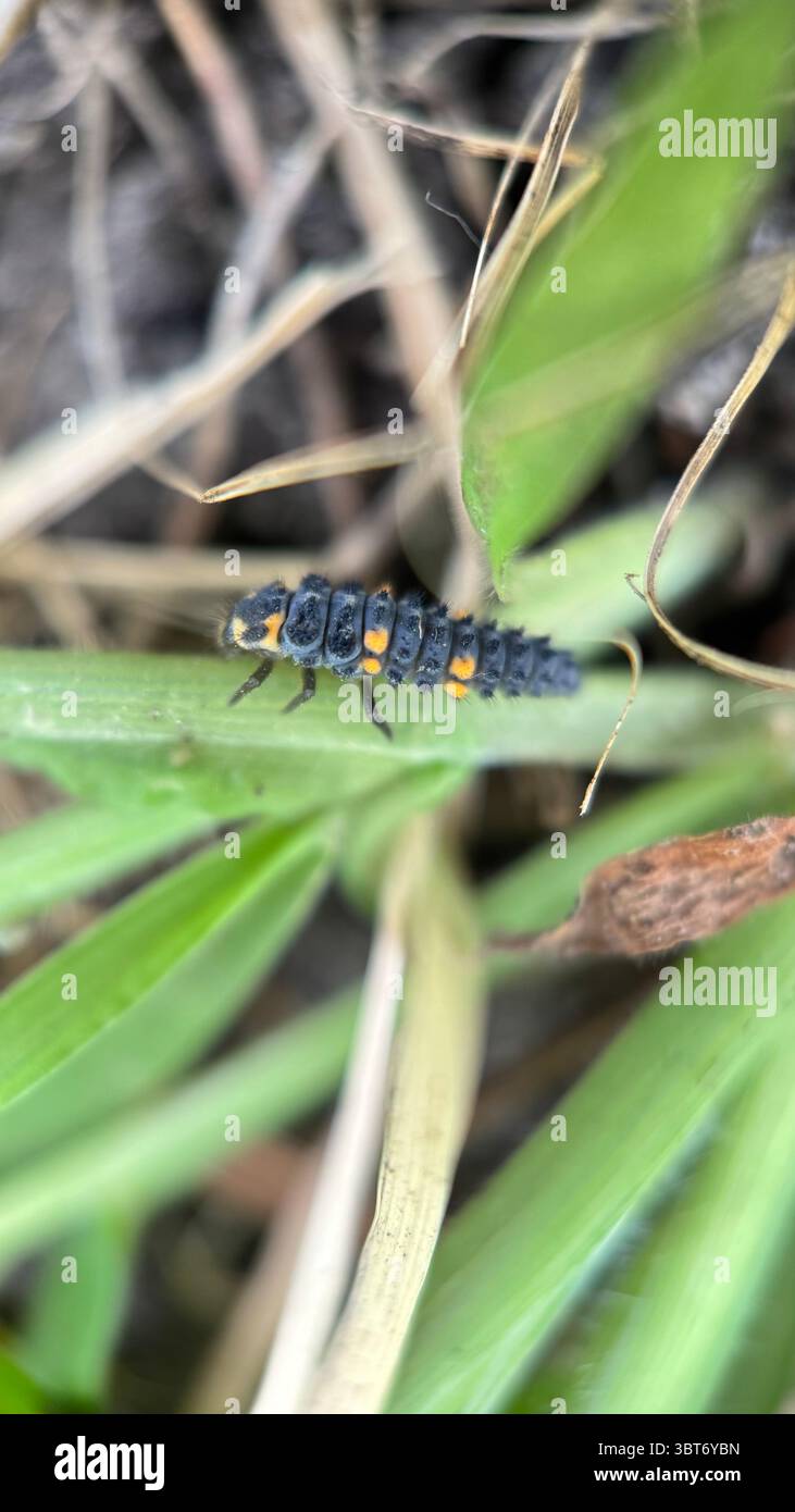 Schwarze Larve einer Siebenfleckigen Marienkäfer-Makrofotografie. Stockfoto