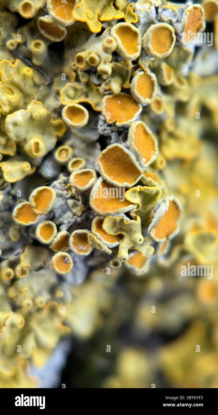 Gelbe Flechten, die auf einer Baumrinde wachsen, Makrofotografie. Eine Nahaufnahme einer leuchtend gelben und orangen Flechte. Stockfoto