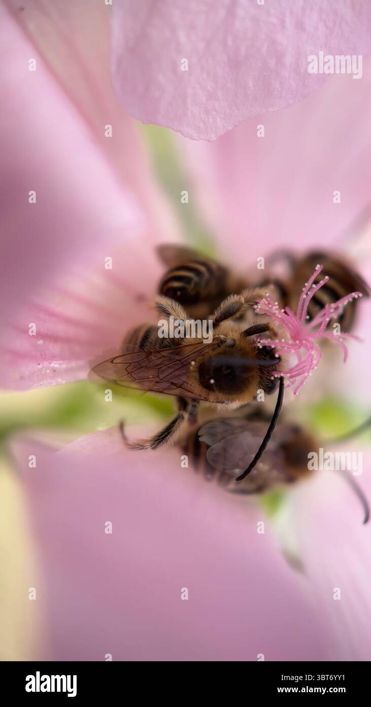 Eine Gruppe von Honigbieneninsekten bestäubt eine Blumenkunst-Makrofotografie - Smartphone-aufgenommenes Stockfoto
