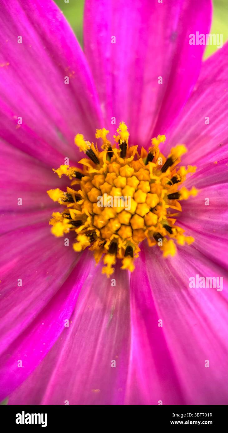 Rosa Kosmos (mexikanischer Aster) Blume Makrofoto - Smartphone-aufgenommenes Stockfoto