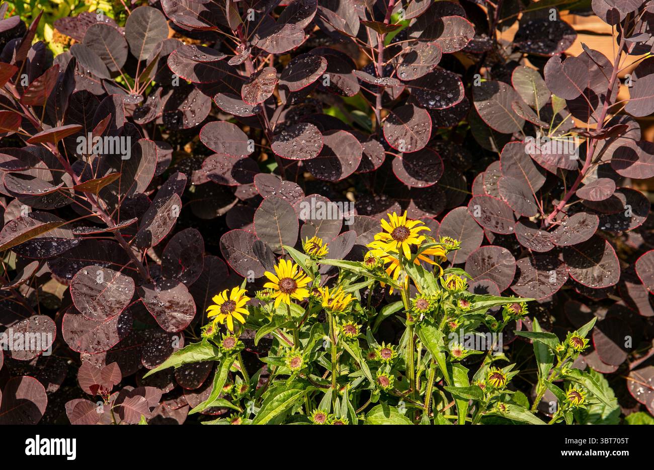 Leuchtend gelbe Rudbeckia-Blüten blühen vor einem Hintergrund aus tiefviolettem Laub, royalviolettem Rauchbusch in einem sonnendurchfluteten Garten Stockfoto