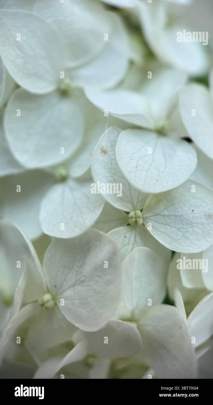 Makrofotografie der weißen Hortensie. Eine Nahaufnahme von weißen, großen, auffälligen Blumen. - Smartphone-aufgenommenes Stockfoto