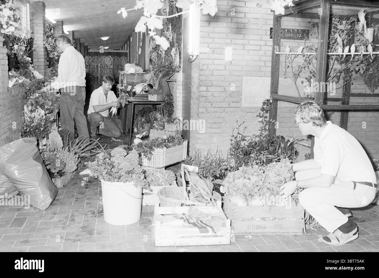 Ausstellung von Obst und Gemüse Noorderschool Beverwijk Ausstellungen Beverwijk Niederlande, Whizgle News, Dutch Desk, Niederlande, 1950 - 2000 am 14-09-1984. Das Bild enthält diese Themen. Die Szene spielt in einem schmalen, etwas schwach beleuchteten Korridor, der auf einen Garten- oder Pflanzenpflegebereich hindeutet. Die Wände sind aus Ziegeln gefertigt und verleihen dem Raum eine rustikale Atmosphäre. Der Boden ist mit rechteckigen Steinen gekachelt und verfügt über eine gedämpfte Farbpalette, die die Erdtöne der Ziegelsteine ergänzt. Im Vordergrund überlaufen mehrere Kisten und Kisten mit verschiedenen Grünpflanzen, darunter auch Topfpflanzen Stockfoto