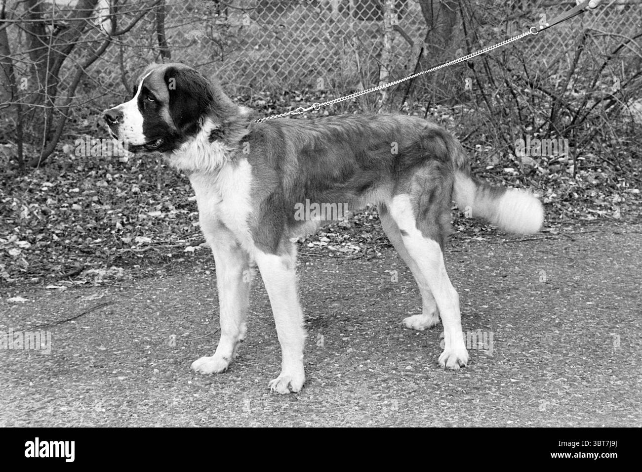 Mit dem Schwanz wackeln IJm. Dogs, Whizgle News, Dutch Desk, Niederlande, 1950 - 2000 am 04-11-1977. Diese Themen sind in der Abbildung dargestellt. Ein großer, pelziger Hund steht im Profil, scheinbar wachsam und wachsam. Das Fell kombiniert kräftige Braun- und Weißtöne, wobei das braune Fell auf dem Rücken und um das Gesicht konzentriert ist, während die Unterschenkel und der Teil der Brust überwiegend weiß sind. Der Kopf des Hundes ist groß, mit einer breiten Stirn und ausdrucksstarken Augen, die Neugier vermitteln. Die Umgebung ist eine natürliche Umgebung im Freien, mit erdfarbenem Kies unter dem Fuß, der einen bewölkten Himmel reflektiert. Um den herum Stockfoto