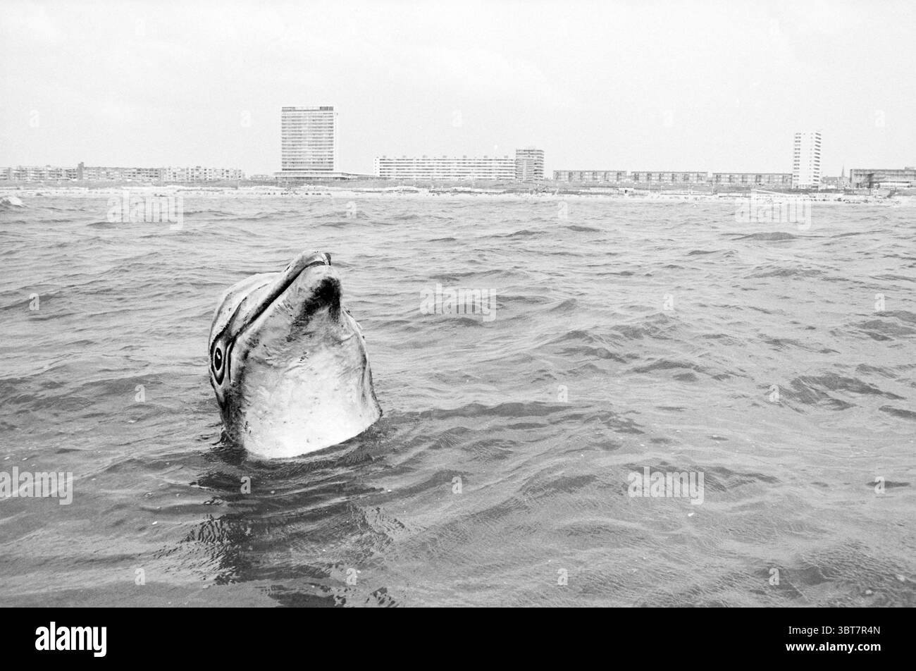 Dolphin vor der Küste von Zandvoort Dolfinarium Zandvoort Zandvoort, Whizgle News, Dutch Desk, Niederlande, 1950 - 2000 am 28.07.1982. Das Bild enthält diese Themen. Die Szene fängt einen surrealen Moment an der Wasseroberfläche ein, in dem ein großes Meerestier zur Hälfte auftaucht, dessen Kopf und Teil seines Körpers durch die sanften Wellen brechen. Die Textur der Kreatur wirkt glatt und glatt und spiegelt eine gedämpfte Palette von Grautönen wider, die sich harmonisch mit dem umgebenden Wasser verschmelzen. Im Hintergrund ist die Uferlinie sichtbar, die durch eine Reihe von hohen, rechteckigen Gebäuden gekennzeichnet ist. Diese Strukturen sind konturiert Stockfoto