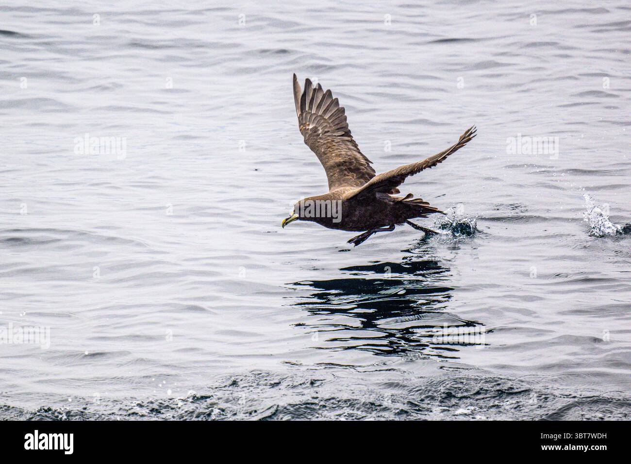 Weißköpfiges Petrel (Procellaria aequinoctialis), Chile, Pazifik, Patagonien, Chile, Stockfoto