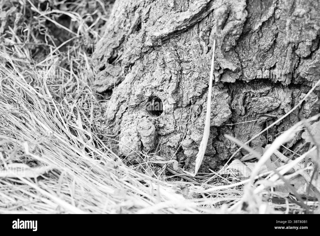 Dead Papplars Rijsenhout Rijsenhout, Whizgle News, Dutch Desk, Niederlande, 1950 - 2000 am 27-06-1990. Diese Themen werden in der Abbildung angezeigt. Die Szene zeigt die raue Struktur eines Baumstamms und zeigt seine tiefen Rillen und Risse. Die Rinde ist grob, mit rauen Stellen, die sich von glatteren Stellen abheben, was auf das Alter und die Widerstandsfähigkeit des Baumes hindeutet. Ein kleines, dunkles Loch ist im Stamm sichtbar, was auf das Vorhandensein von Wildtieren oder einem potenziellen Nistplatz hindeutet. Die Basis des Baumes umgibt eine Schicht aus trockenem Gras und gefallenen Blättern, die Wärme und ein natürliches Element für den Co-Baum verleihen Stockfoto