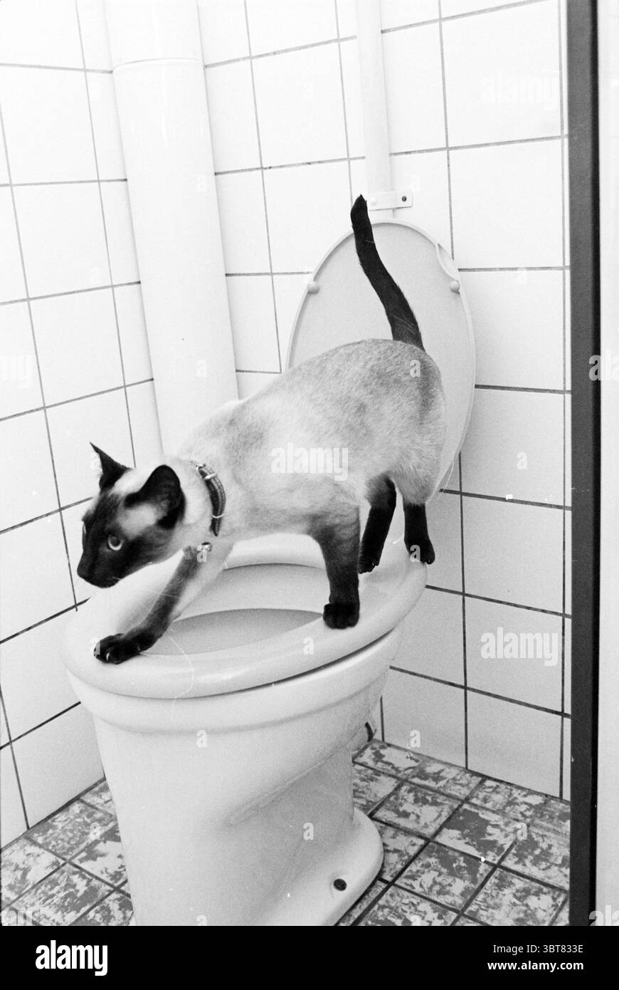 Cat Pies in Toilette Cats, Whizgle News, Dutch Desk, Niederlande, 1950 - 2000 auf 30-09-1981. Das Bild enthält diese Themen. In einem kleinen, gefliesten Badezimmer sitzt eine Siamkatze zart auf dem Rand eines weißen Toilettensitzes. Das auffällige Fell der Katze hat einen cremigen Körper und dunklere Punkte auf Ohren, Gesicht, Pfoten und Schwanz, die alle durch seine hellblauen Augen betont werden, die einen neugierigen Ausdruck zeigen. Der schlanke Körper der Katze ist leicht gewölbt, da er sich selbst ausbalanciert und seine agile Form zum Ausdruck bringt. Das Badezimmer ist mit einfachen weißen Fliesen an den Wänden verziert, was ein sauberes und helles atmos schafft Stockfoto