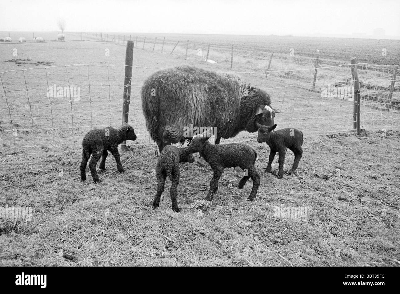 Schwarze Lämmer mit Mutter auf der Wiese., Whizgle News, Dutch Desk, Niederlande, 1950 - 2000. Die Abbildung zeigt diese Themen. In einer ruhigen ländlichen Umgebung steht ein großes, wolliges Schaf in der Mitte, dessen dickes Fell dicht und strukturiert vor der gedämpften Kulisse wirkt. Die Schafe sind von vier verspielten Lämmern umgeben, von denen jedes mit weichem, tiefschwarzem Fleece in Kontrast zu den grauen Tönen der Landschaft steht. Der Boden ist ein Wandteppich aus verblasstem Braun und Grün, mit Flecken von getrocknetem Gras und karger Vegetation, die auf den frühen Frühling hindeuten. Jenseits der unmittelbaren Szene, ein Zaun aus Holzpfosten und wir Stockfoto