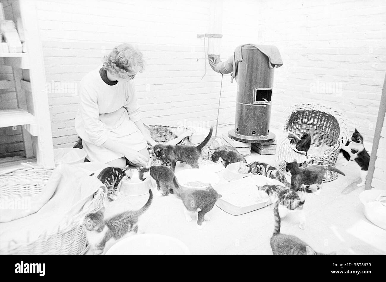 Frau mit Katzen im Tierheim., Whizgle News, Dutch Desk, Niederlande, 1950 - 2000 am 25-06-1965. Diese Themen werden in der Abbildung angezeigt. Die Szene spielt in einem gemütlichen, gut beleuchteten Raum, der eine warme, einladende Atmosphäre vermittelt. Der Raum ist mit einem sanften Leuchten gefüllt, das dem diffusen natürlichen Licht zugeschrieben werden kann, das möglicherweise durch ein nahegelegenes Fenster filtert und einen sanften Kontrast zu den hellen Ziegelwänden schafft. Im Vordergrund kniet eine Person nieder und konzentriert sich intensiv auf eine Aufgabe, bei der mehrere kleine Schüsseln auf dem Boden platziert werden. Diese Person, in leichter Kleidung gekleidet, engagiert sich liebevoll Stockfoto