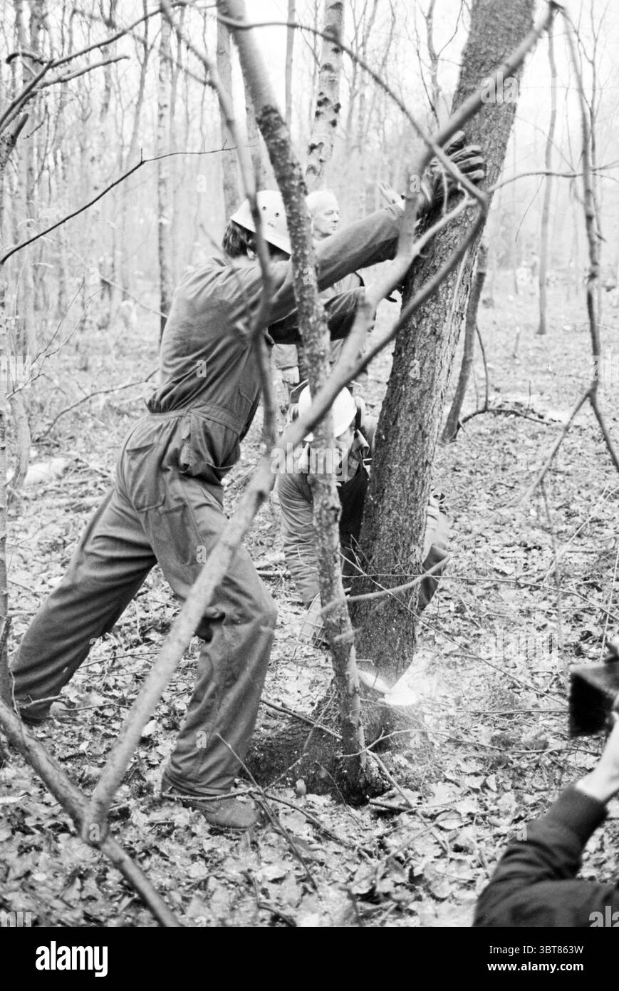 Roden von Bäumen Driehuis Trees Driehuis, Whizgle News, Dutch Desk, Niederlande, 1950 - 2000 am 12-12-1980. Diese Themen werden in der Abbildung angezeigt. Die Szene entfaltet sich in einem dichten Wald, wo das grüne Baldachin das Sonnenlicht filtert und auf dem Waldboden mit gefallenen Blättern ein flauschiges Muster erzeugt. Eine Gruppe von Einzelpersonen ist in Teamarbeit engagiert und konzentriert sich darauf, einen Baum zu Fällen. Ihre Kleidung ist funktional und besteht aus robustem, dunklem Stoff, der sich mit den Erdtönen um sie herum verschmilzt und wahrscheinlich für Outdoor-Arbeiten entwickelt wurde. Die Primärzahlen, insbesondere zwei, sind strategisch A positioniert Stockfoto