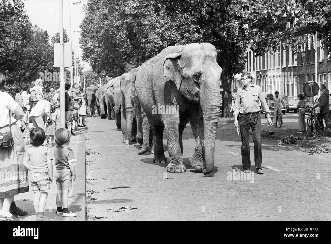 Ankunft des Elefantenzirkus Krone Circus, Whizgle News, Dutch Desk, Niederlande, 1950 - 2000 am 22-07-1980. Das Bild enthält diese Themen. Die Szene entfaltet sich in einer belebten Straße, die von Bäumen gesäumt ist und einen natürlichen Rahmen bildet. Eine Parade von Elefanten bewegt sich anmutig in der Mitte der Straße hinunter, ihre großen, grauen Körper heben sich vom leichteren Bürgersteig ab. Jeder Elefant ist so geschmückt, dass er Teil eines besonderen Ereignisses ist und seine massive Präsenz mit offensichtlicher Majestät zeigt. Links sehen eine Gruppe von Kindern, vielleicht zwei oder drei, bewundert zu. Ihre Kleidung, einfach und doch Co Stockfoto