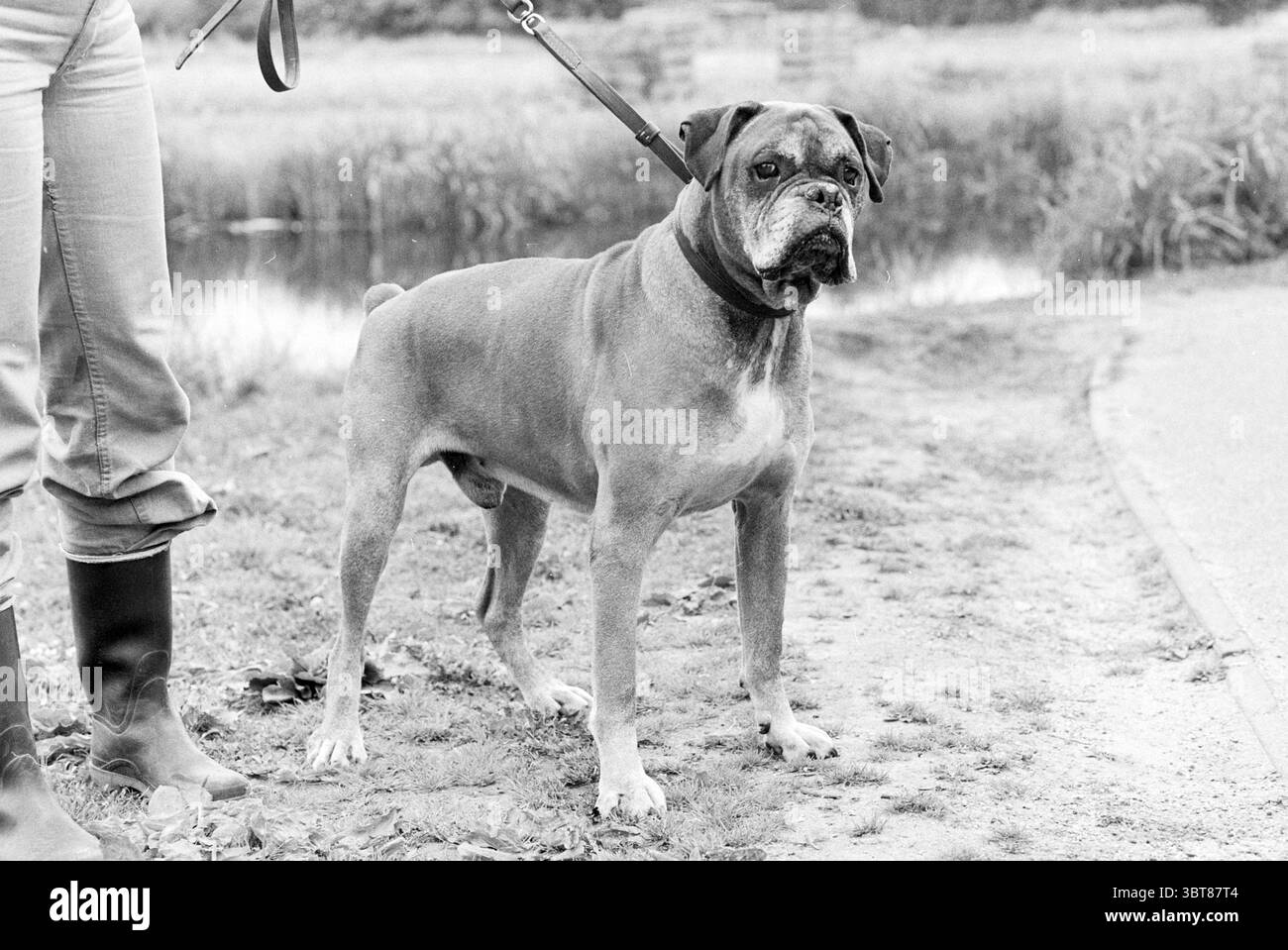 Dog v.d. Woche Haarlem Dogs Haarlem the Netherlands, Whizgle News, Dutch Desk, Niederlande, 1950 - 2000 am 04-07-1979. Diese Themen sind in der Abbildung dargestellt. Die Szene zeigt einen breiten, robusten Hund, der wachsam auf einem Rasenstreifen steht, der sich subtil mit den gedämpften Tönen der Umgebung abhebt. Dieser Hund, mit einem starken Rahmen und kurzem Fell, zeigt ein natürliches, edles Verhalten. Seine dunklen, ausdrucksstarken Augen spiegeln ein Gefühl der Neugier und Intelligenz wider. Der Besitzer, der direkt neben dem Hund steht, trägt praktische Kleidung, die für Outdoor-Aktivitäten geeignet ist, einschließlich hoher Stiefel Stockfoto