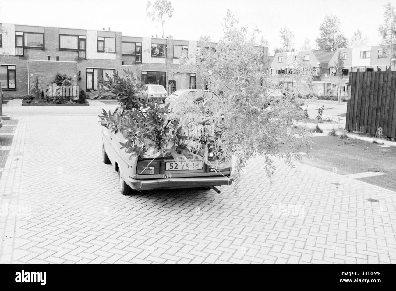 Auto beladen mit Pflanzen und Bäumen öffentliche Gärten Pflanzen Sträucher Heister, Whizgle News, Dutch Desk, Niederlande, 1950 - 2000 am 07-10-1984. Dies sind die Themen im Bild. Die Szene zeigt ein charmantes, geparktes Fahrzeug, vor allem ein Auto mit unkonventioneller Grünanlage. Das Fahrzeug, das in einer leicht abgewinkelten Ausrichtung positioniert ist, wird fast vollständig von einem lebhaften Laubblättchen verdeckt, das sich vom Heck aus erstreckt. Üppige Blätter und Äste fächern sich nach außen und bilden einen auffälligen Kontrast zur Karosserie, der eine Mischung aus Natur und urbanem Leben unterstreicht. Im Hintergrund Reihen moderner, Stockfoto