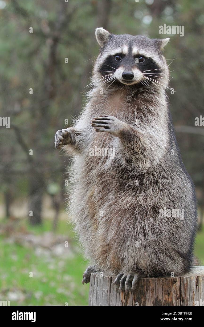 Verspielter Waschbärwald: Ein Waschbär steht auf einem Baumstamm und hebt seine Pfoten in einem Wald, sein maskiertes Gesicht fesselnd, ideal für Wildtiere und Naturfotos. Stockfoto